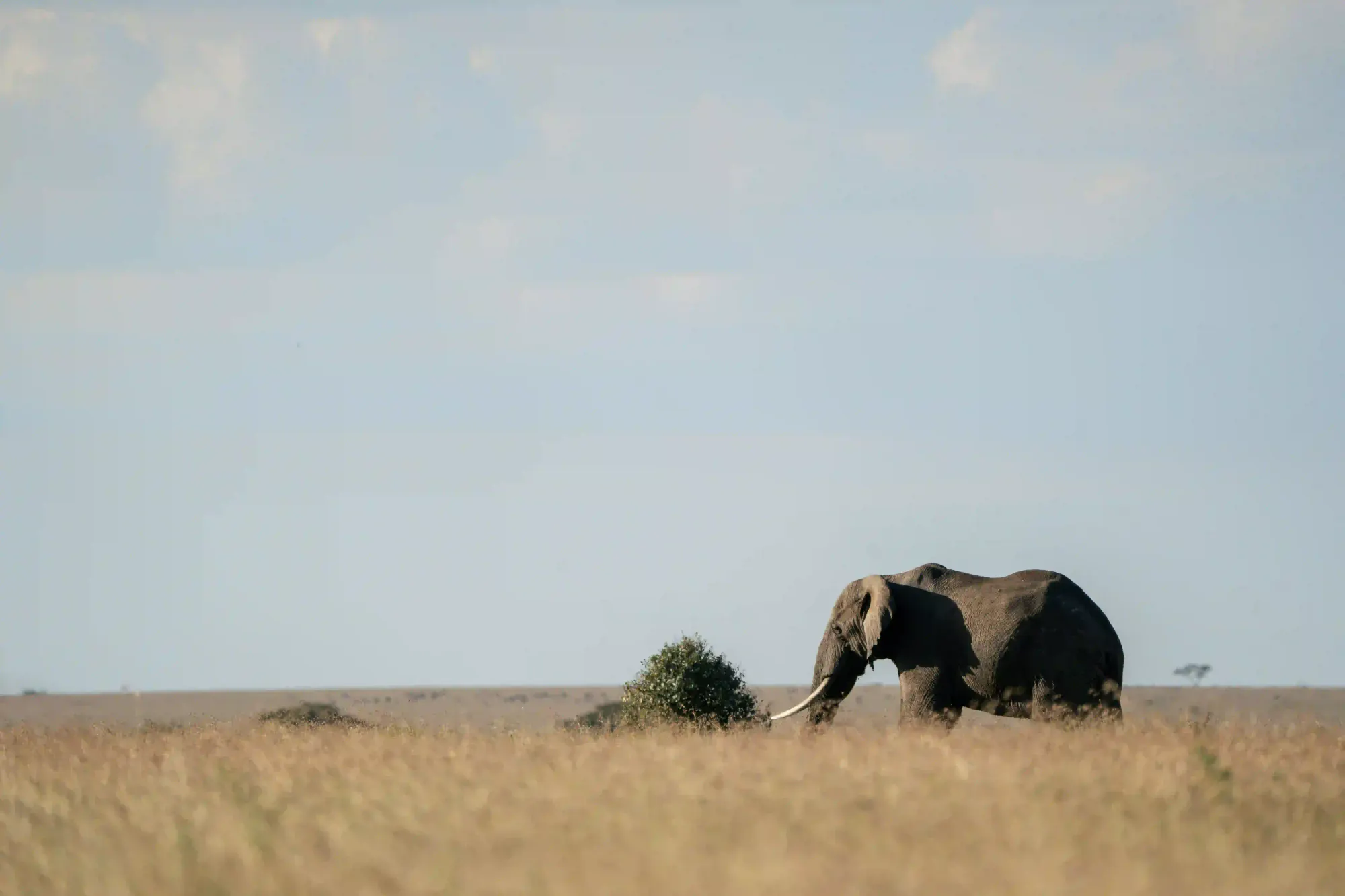 A lone elephant walking through golden grass — the space and silence remote southern camps offer.