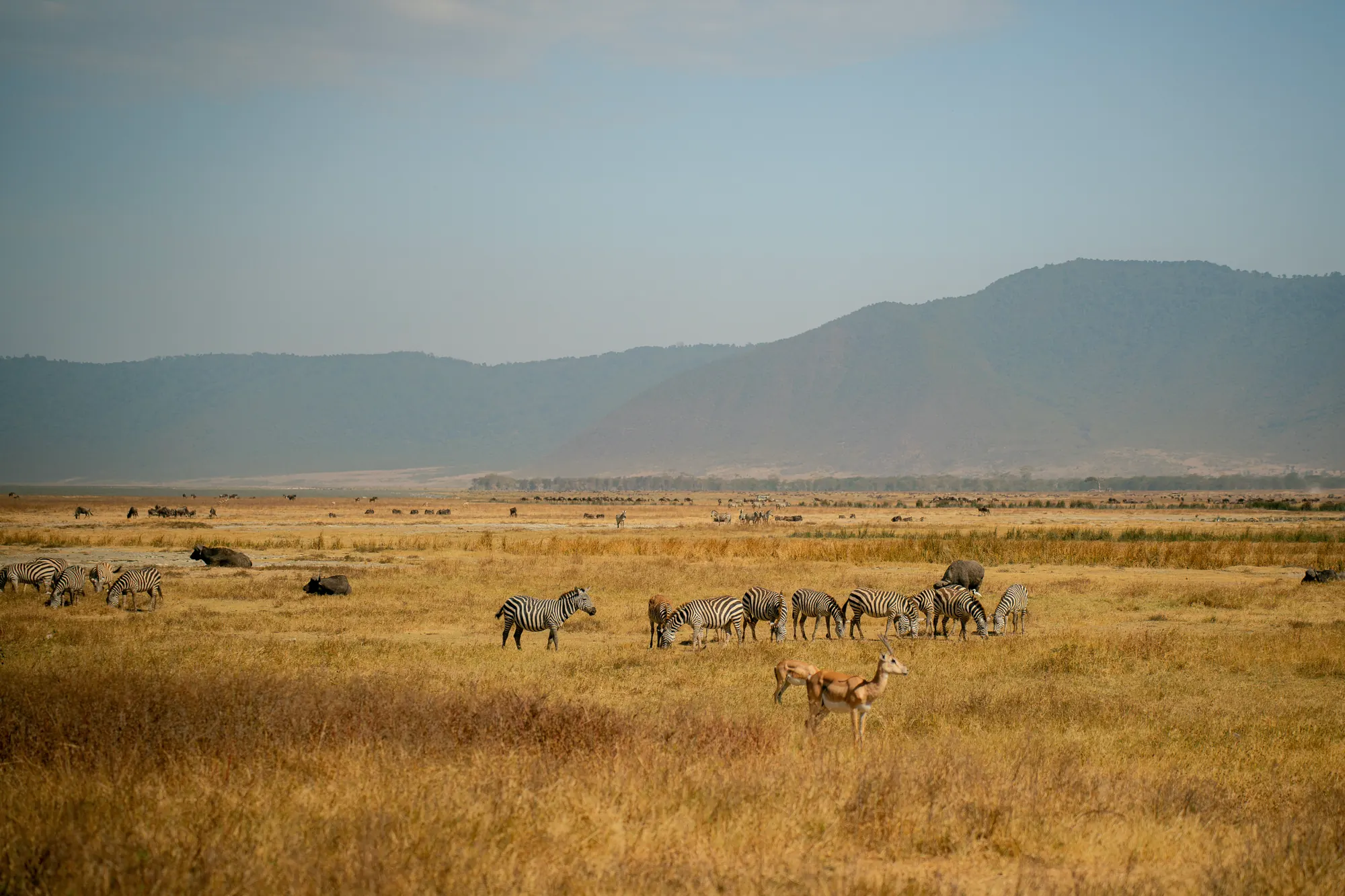 Zebra, gazelle and buffalo grazing on the Ngorongoro Crater floor