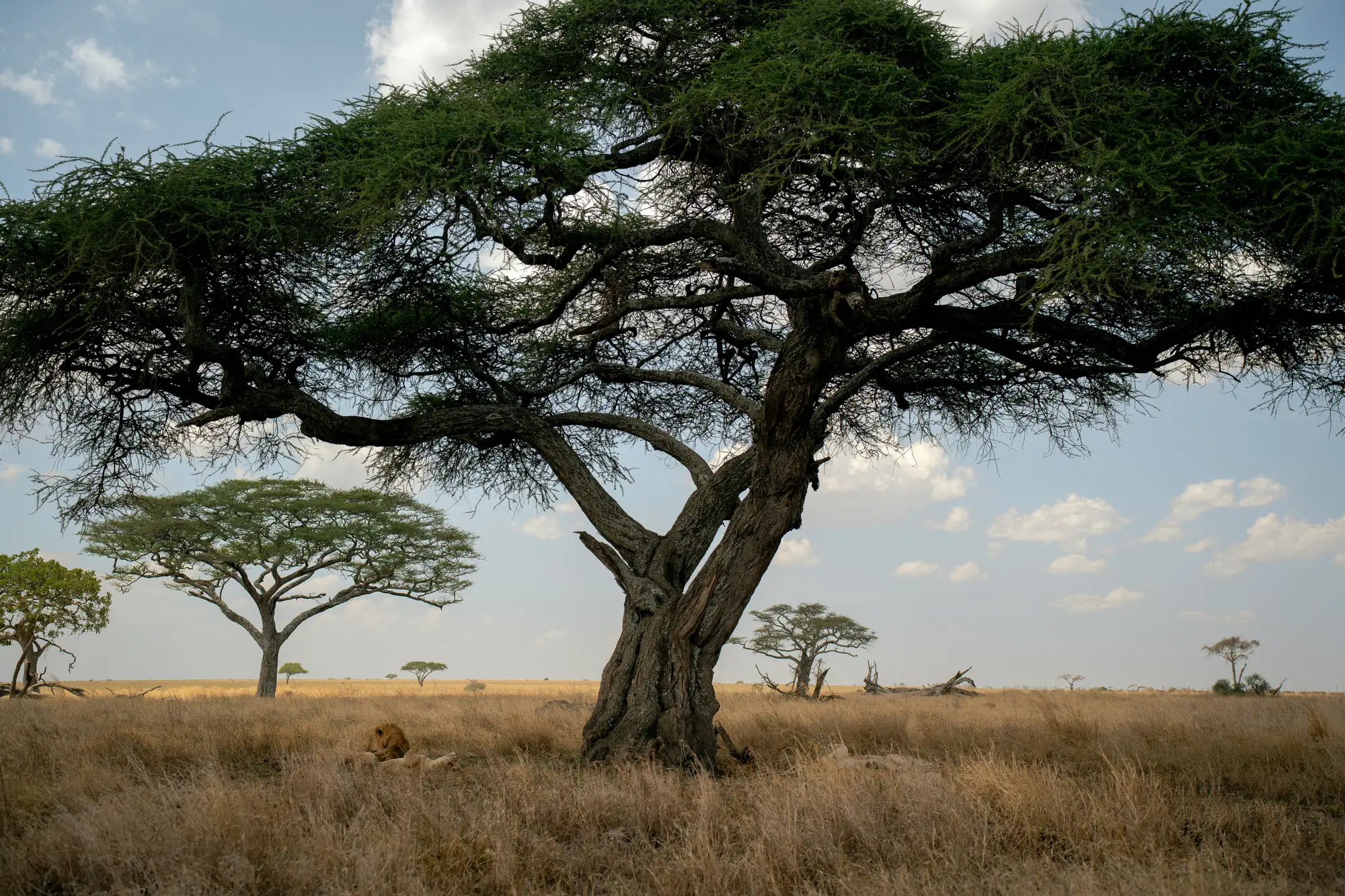 Umbrella acacia on the Serengeti plain, with lions resting in the grass