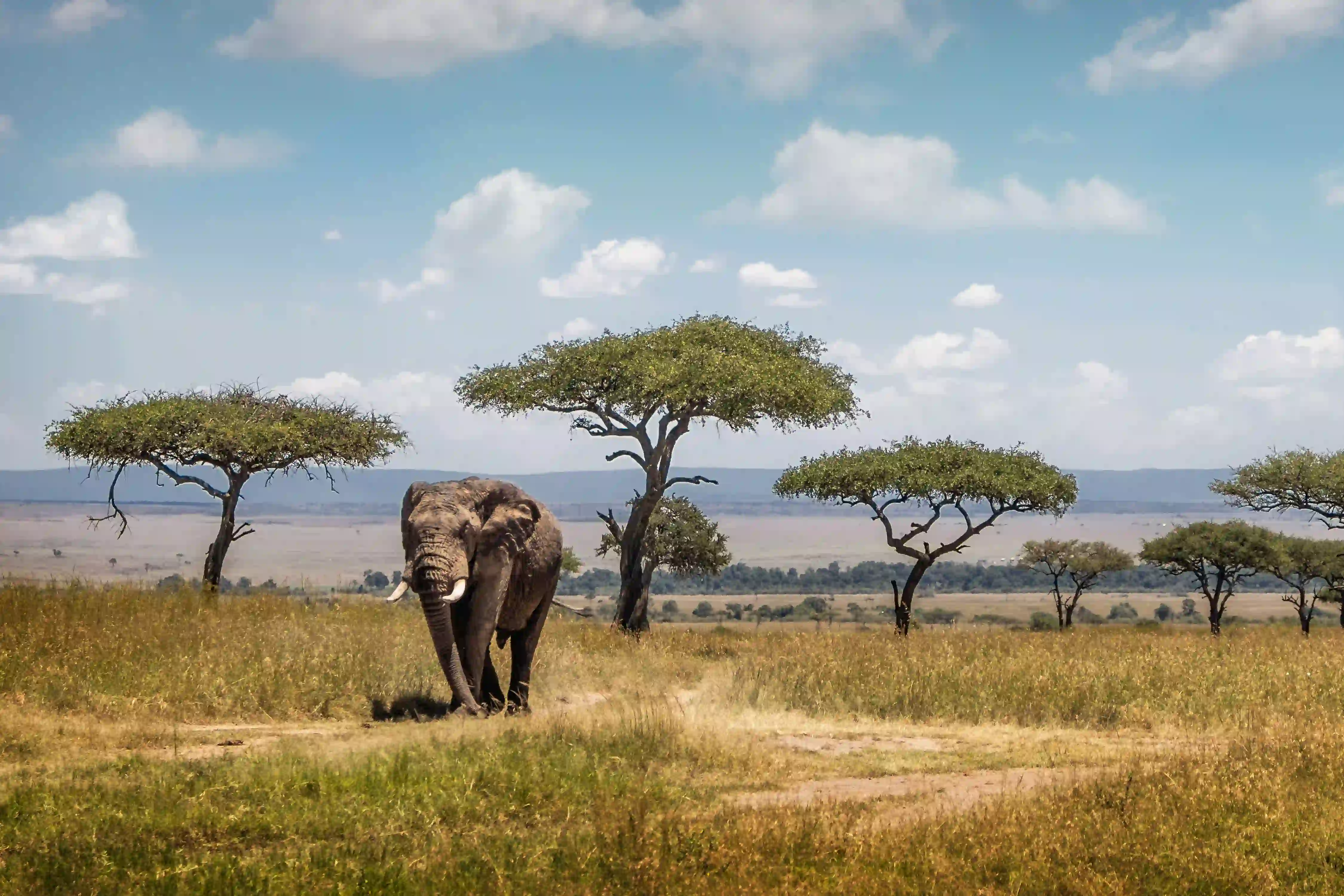 Elephant Herds