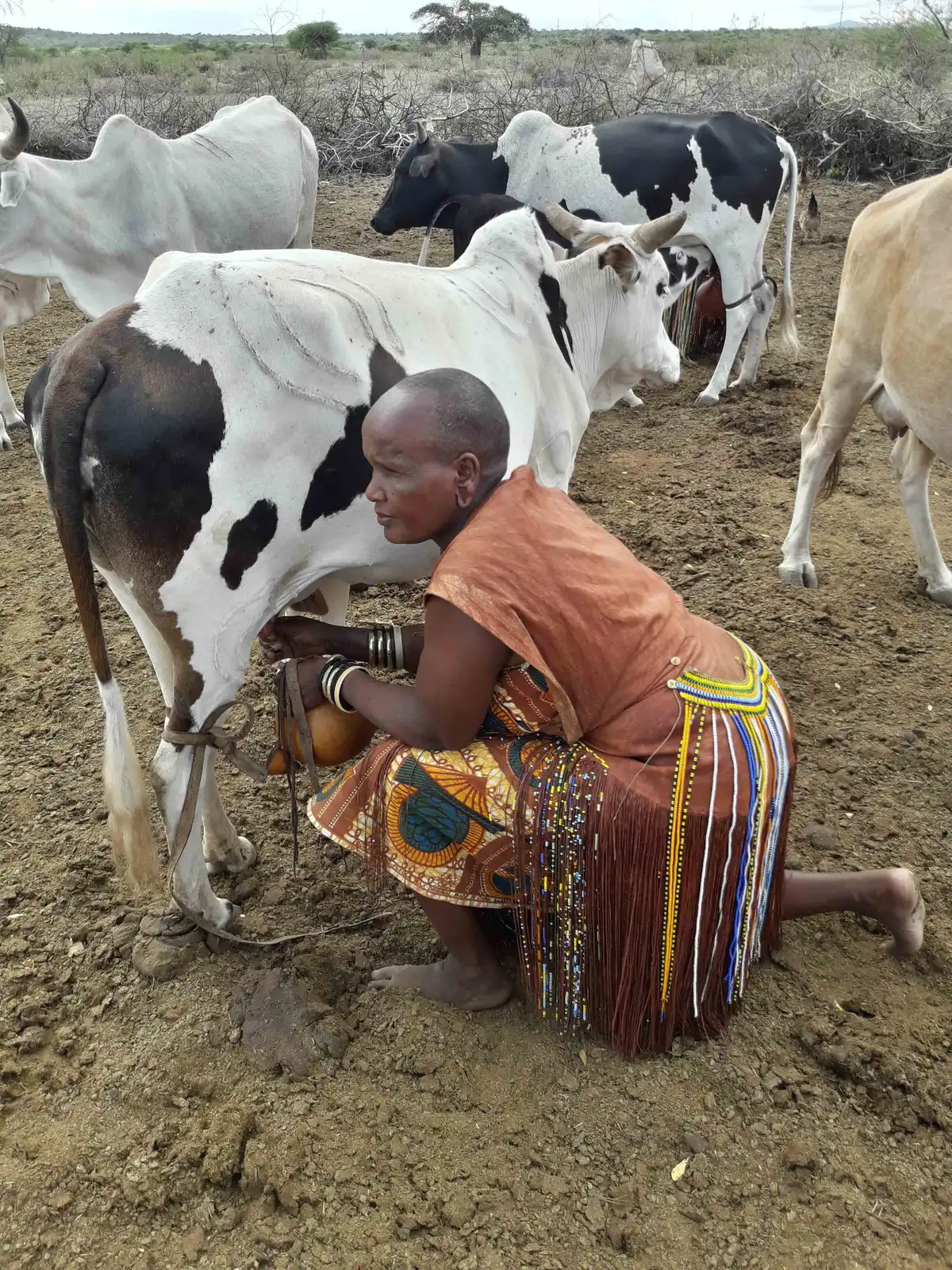 Milking time