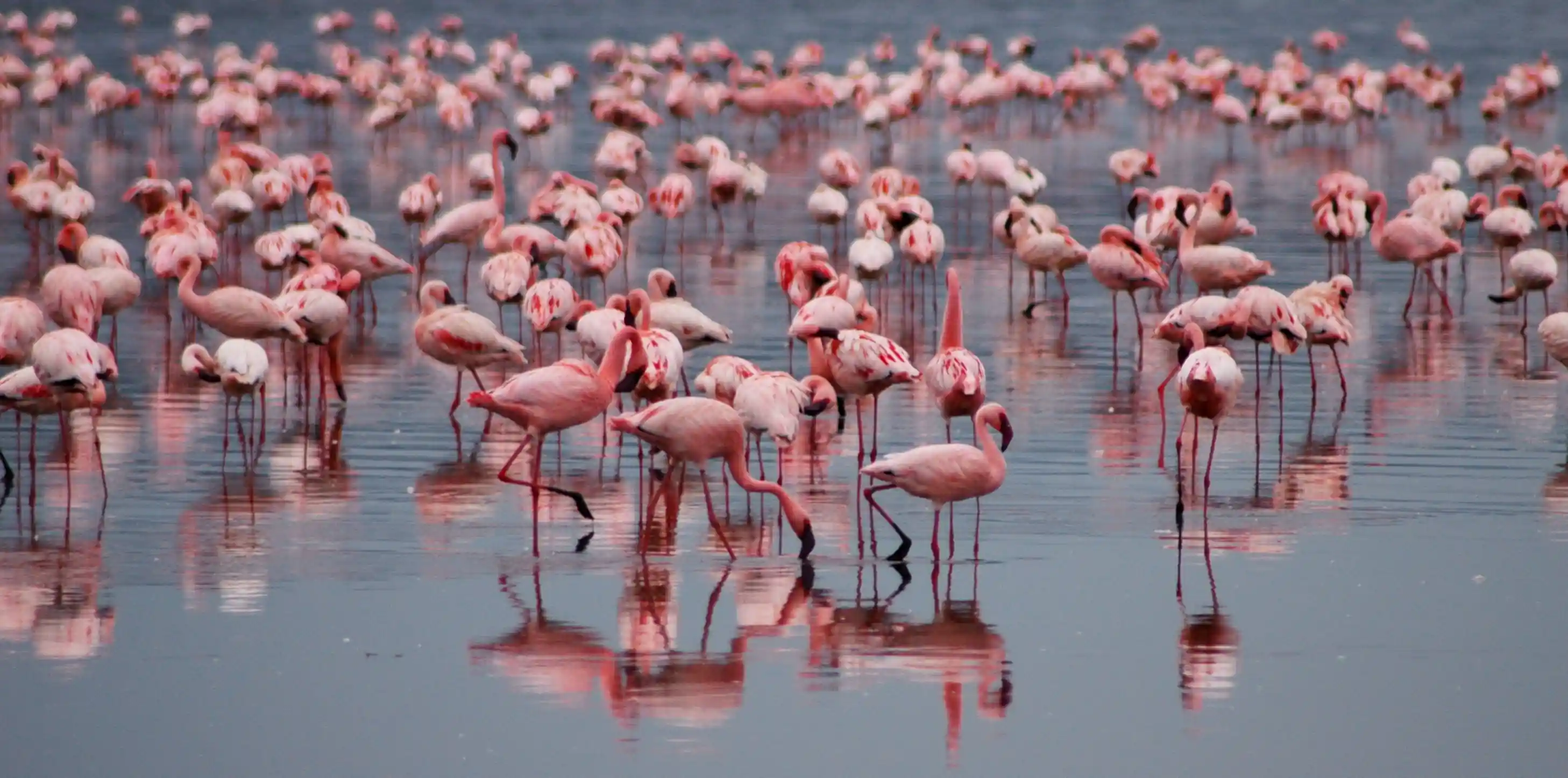 Lake Natron – photo 3