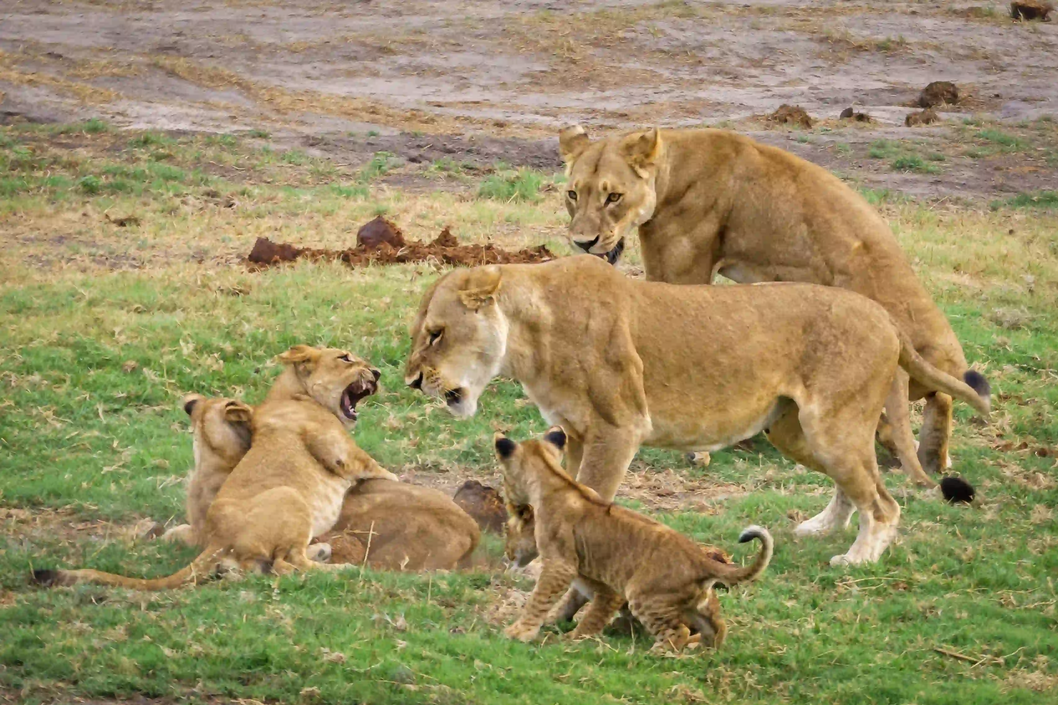 Best Places to See Lions in Tanzania: Angel’s Complete Safari Guide – photo 2