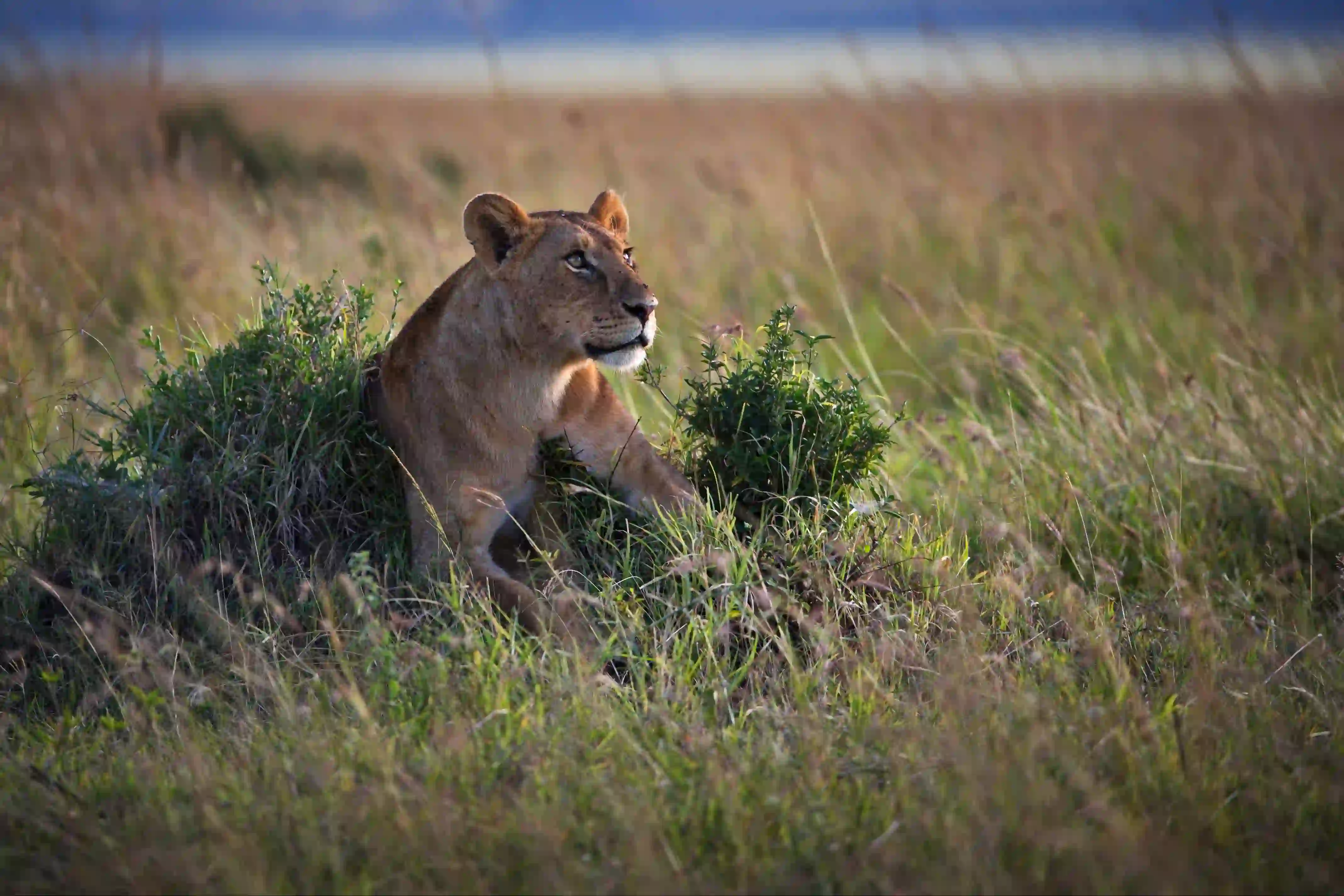 Best Places to See Lions in Tanzania: Angel’s Complete Safari Guide – photo 6