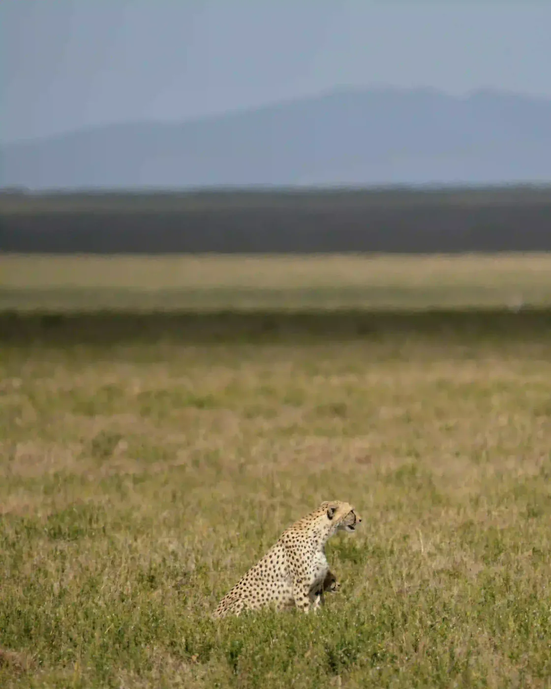 Ndutu – photo 2