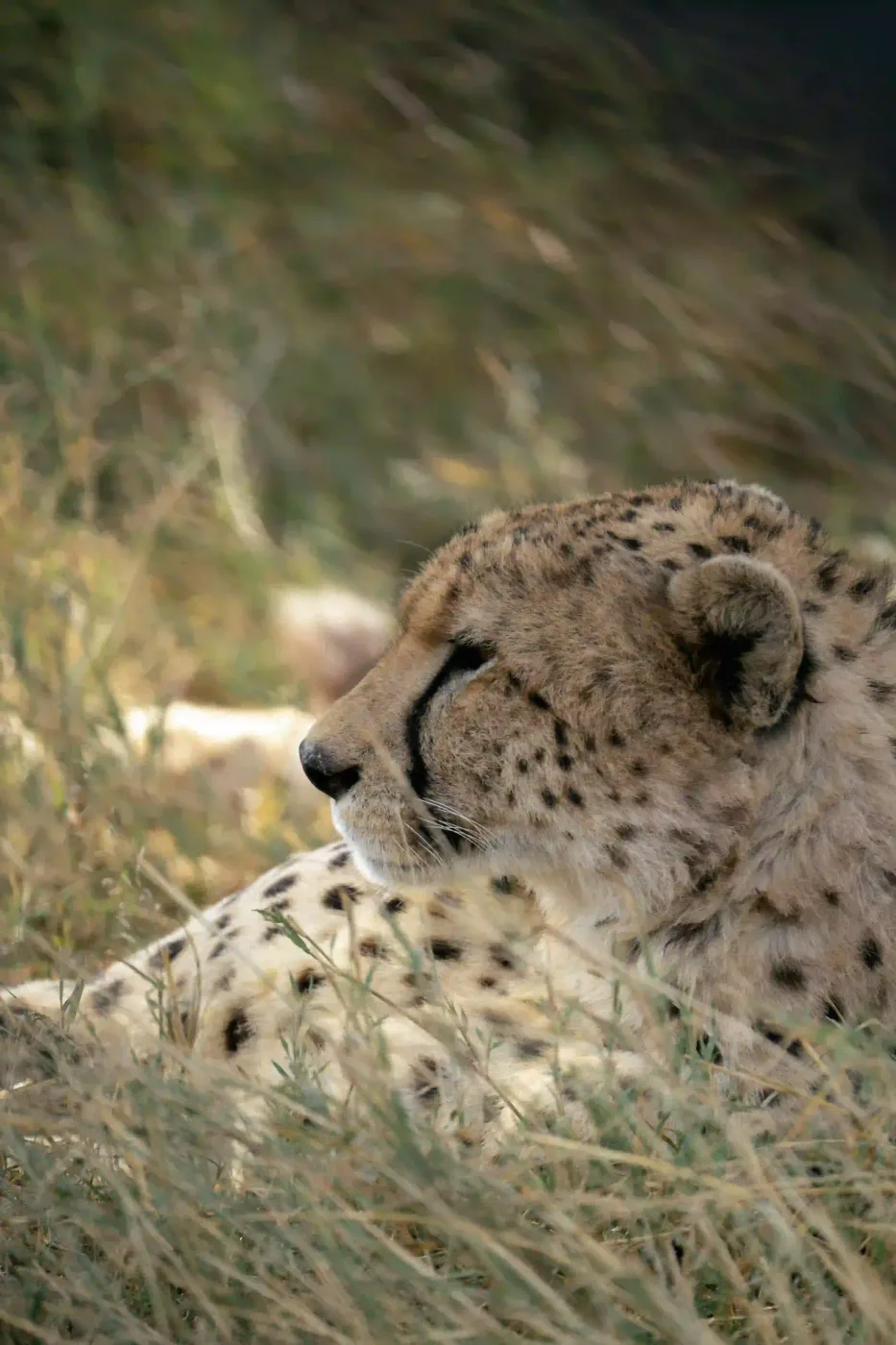 Cheetah