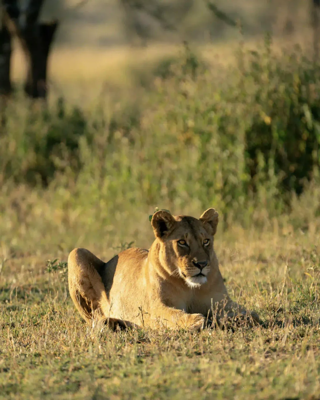 Lioness