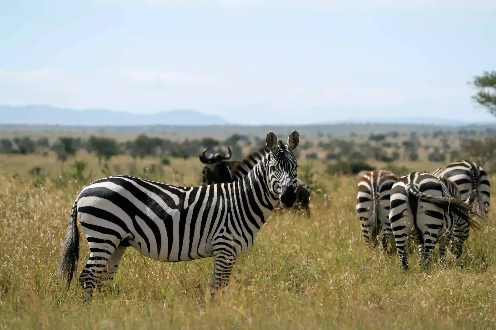 Zebras and wildebeest