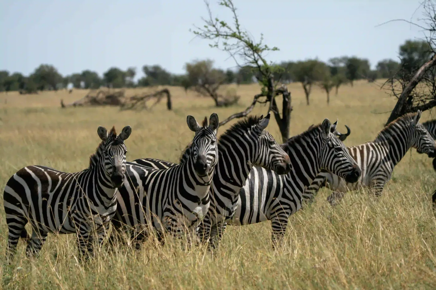 Ndutu – photo 3