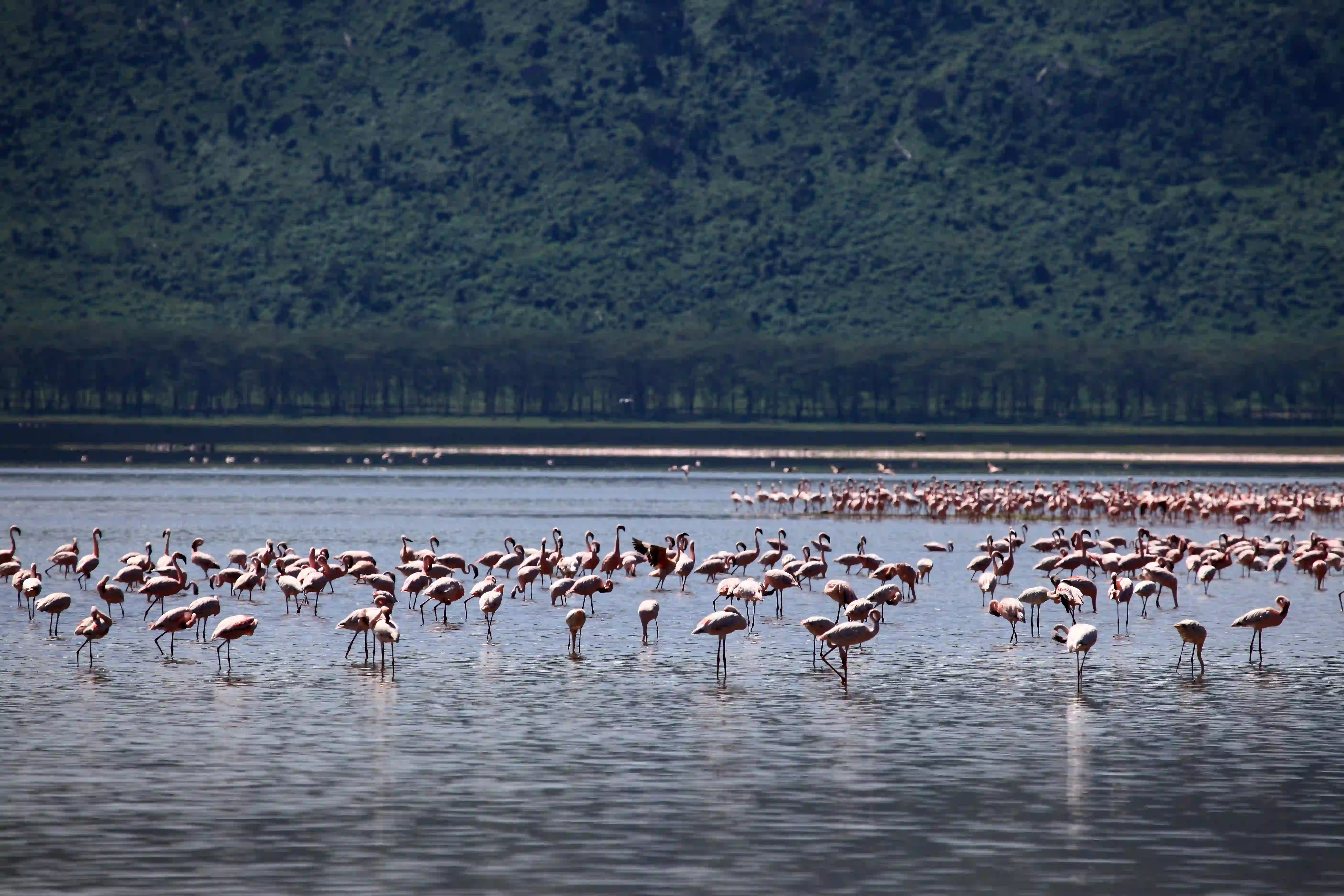 Lake Natron Soda Shore