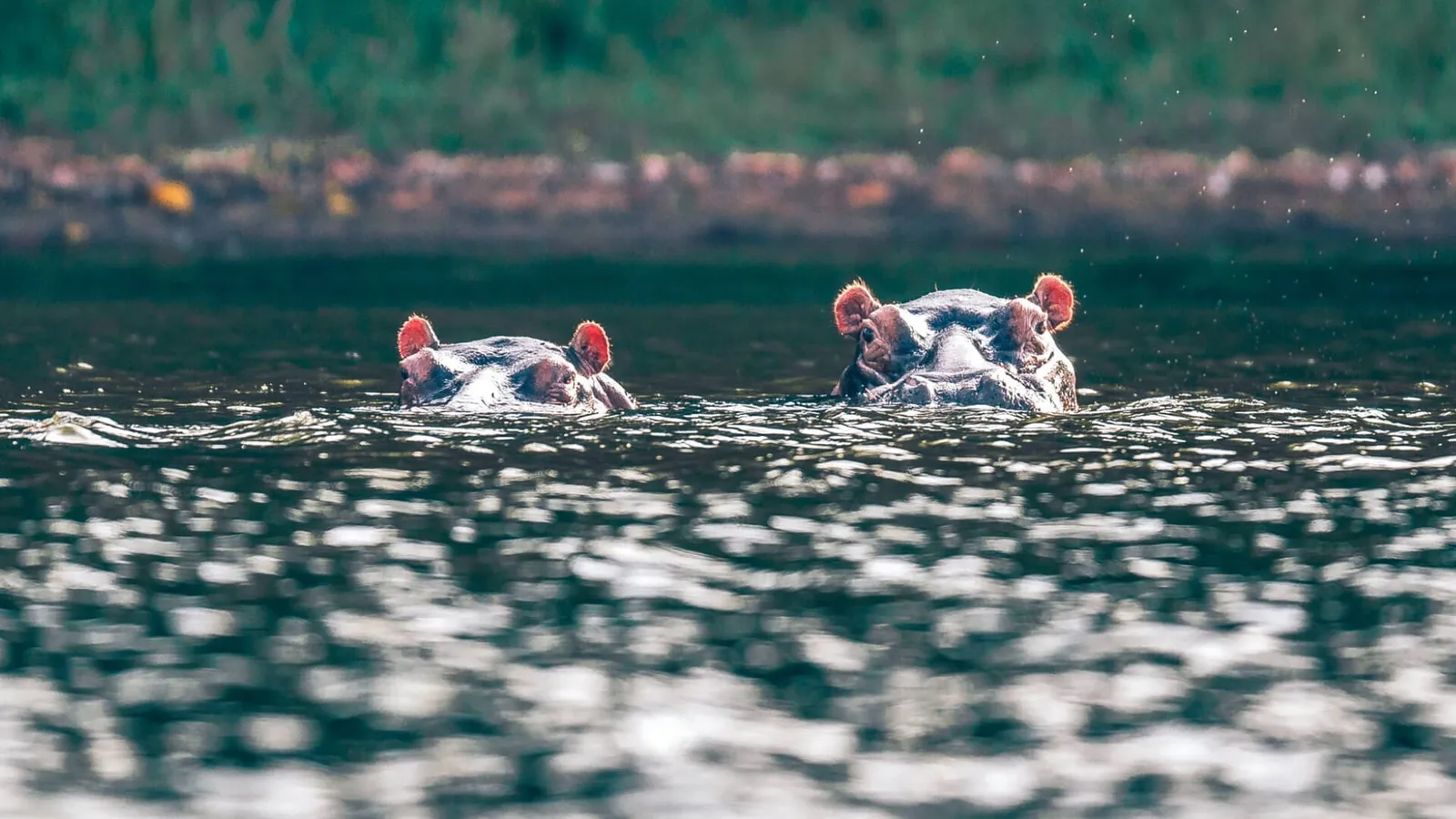 Rubondo Island National Park – photo 1