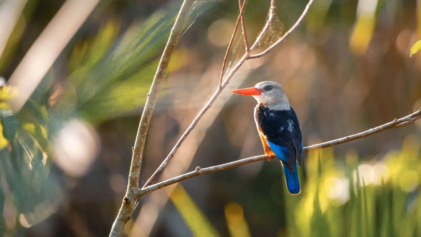 Rubondo Island National Park – photo 3