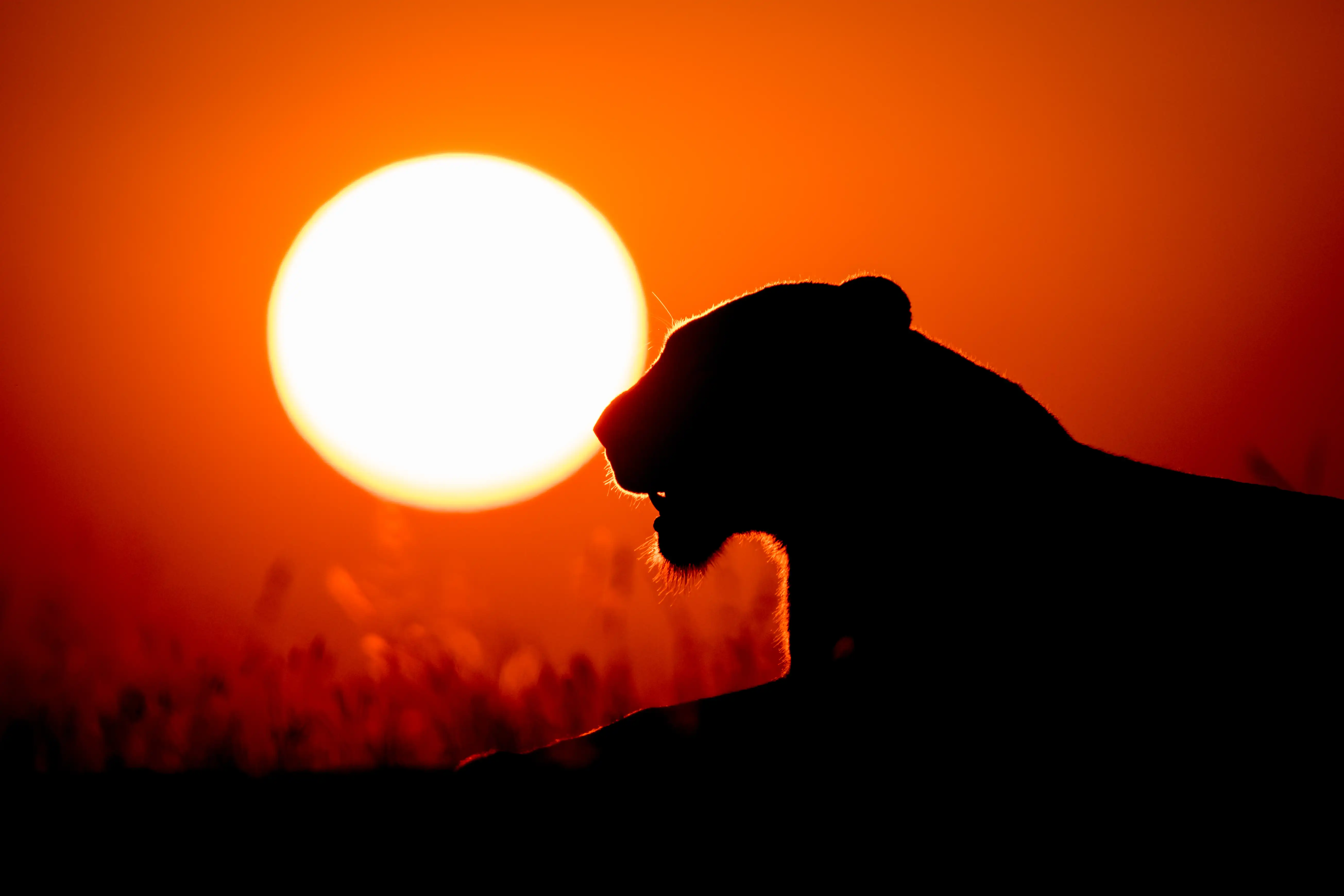 A big cat silhouetted at sunrise — the wild, quiet mood of a remote southern safari.