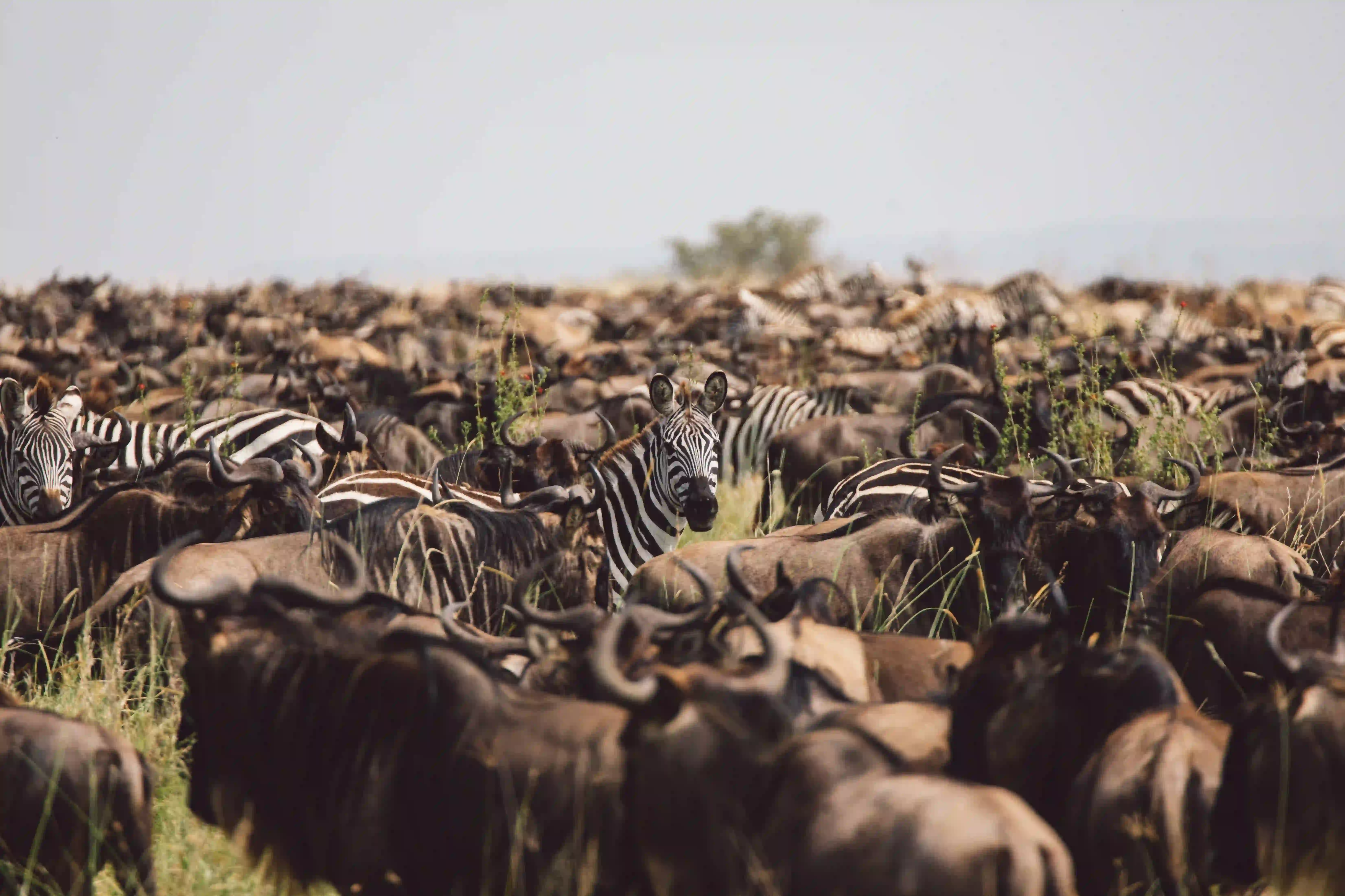 Olduvai Gorge – photo 3