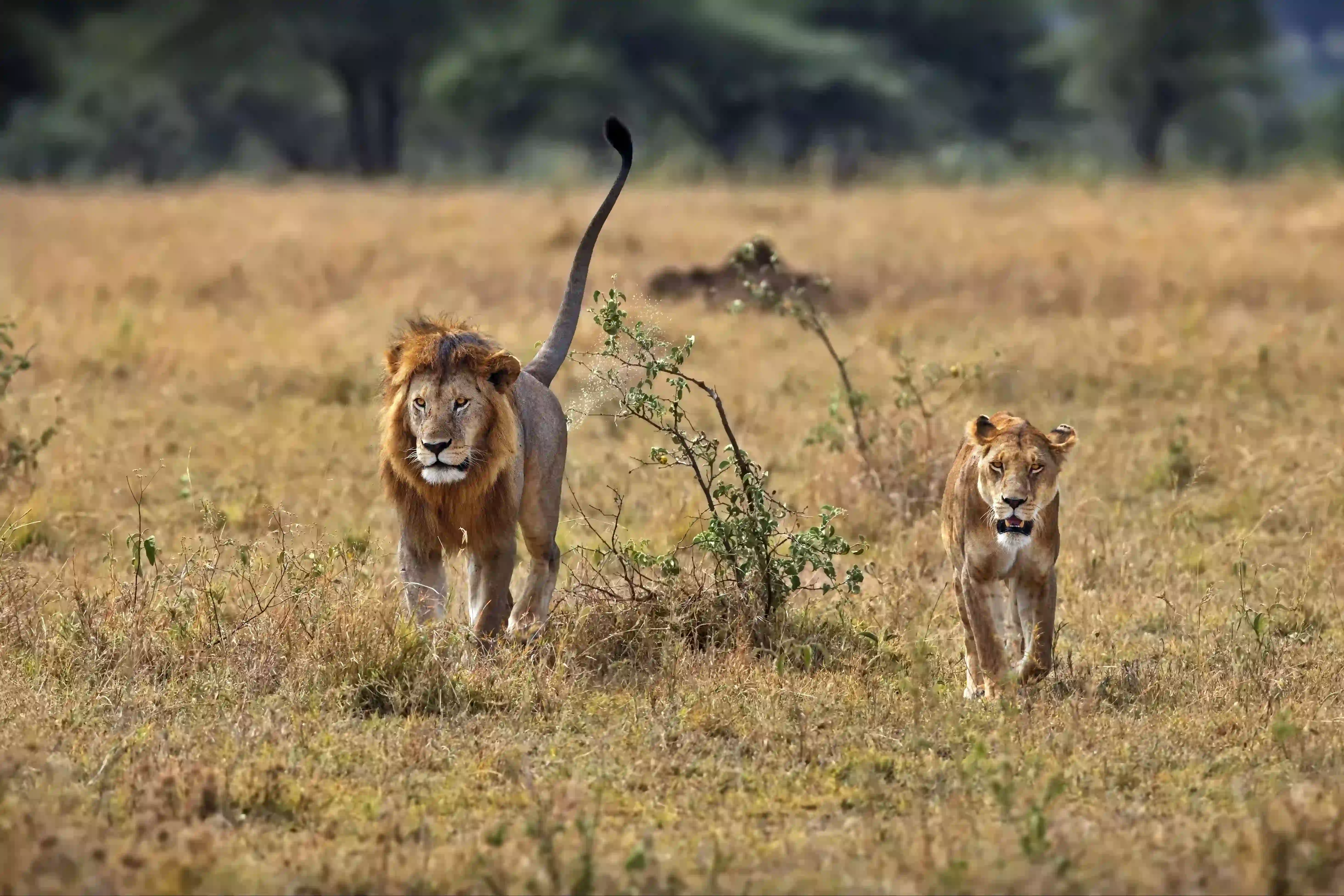 Nyerere National Park – photo 1