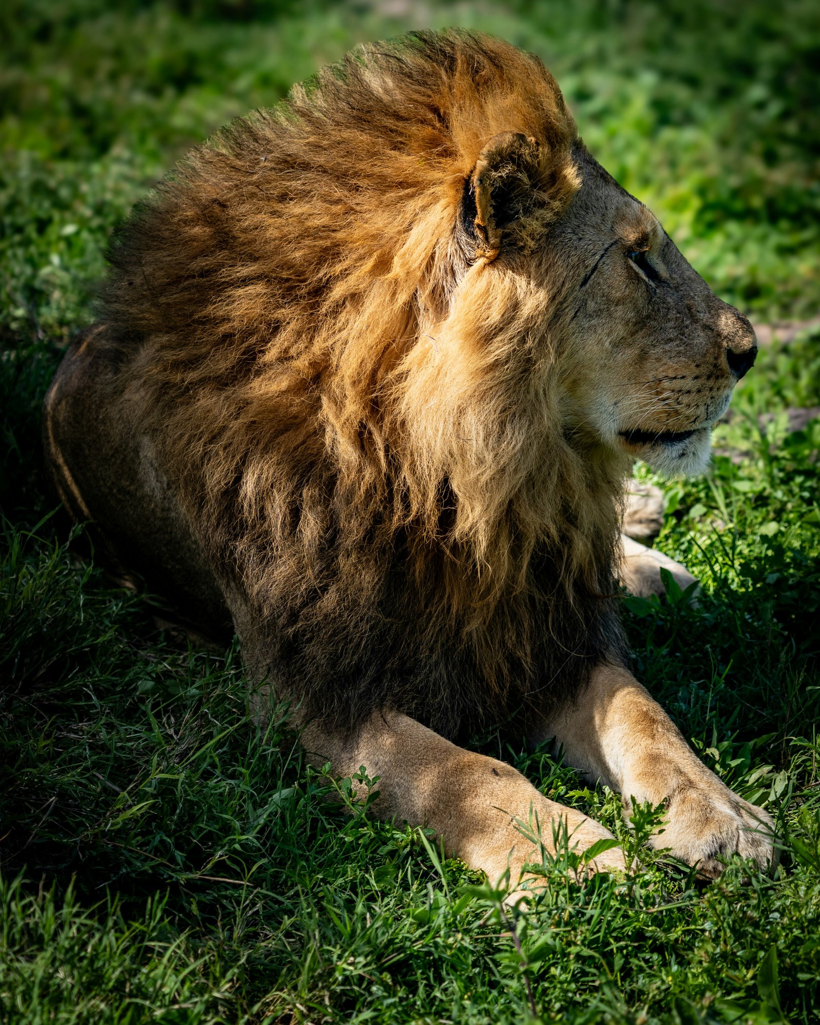 9-Day Serengeti, Ngorongoro, Tarangire & Kilimanjaro