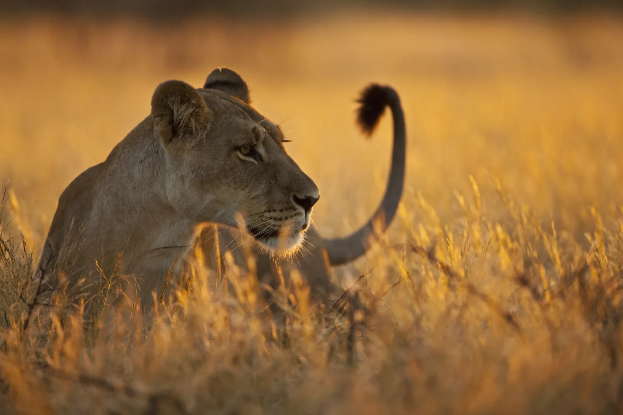 Northern Tanzania Safari vs Southern Tanzania Safari: Angel’s Complete Guide – photo 2