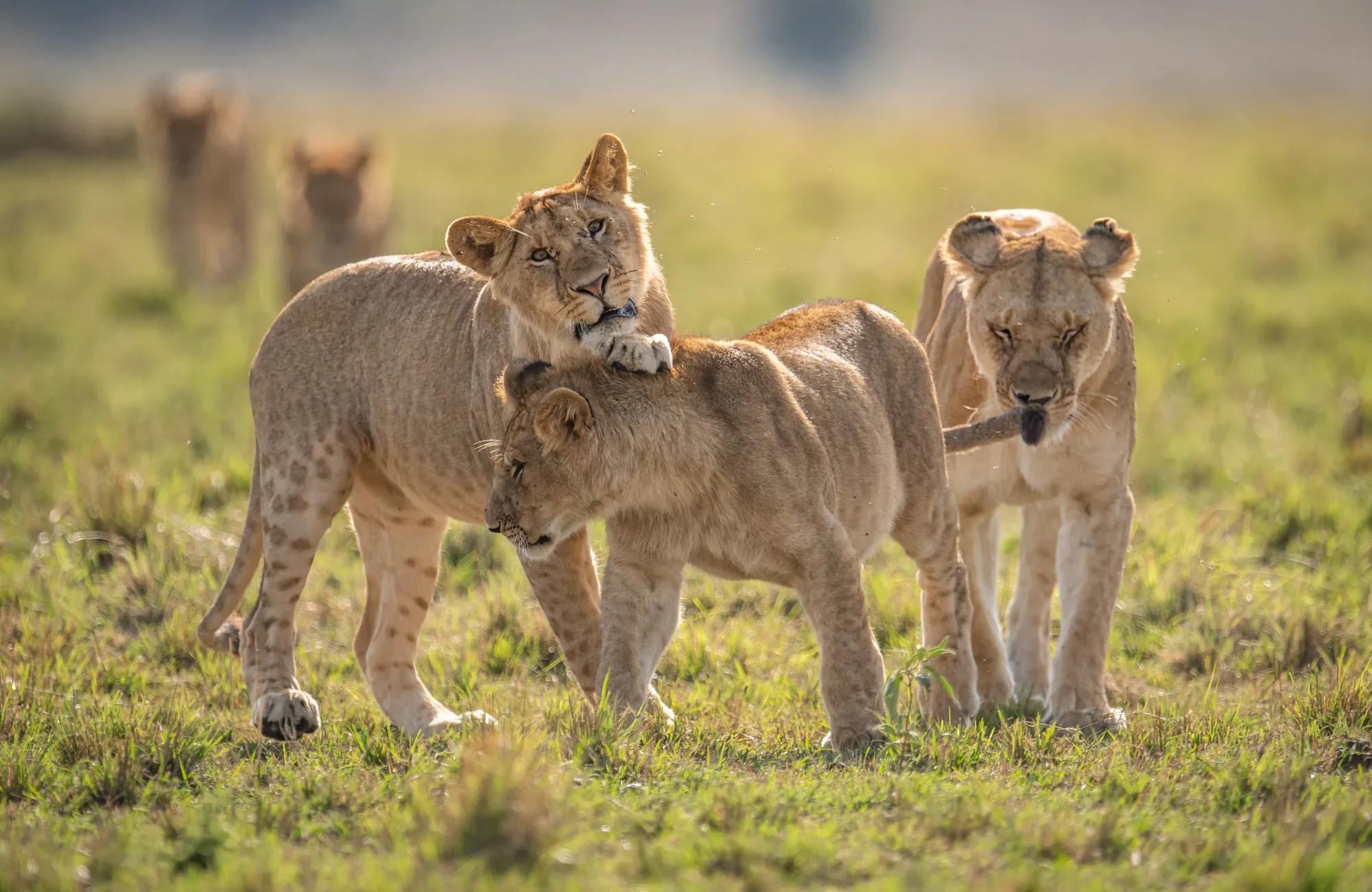 10-Day Tanzania Safari and Zanzibar Itinerary: Angel’s Complete Day-by-Day Guide – photo 4