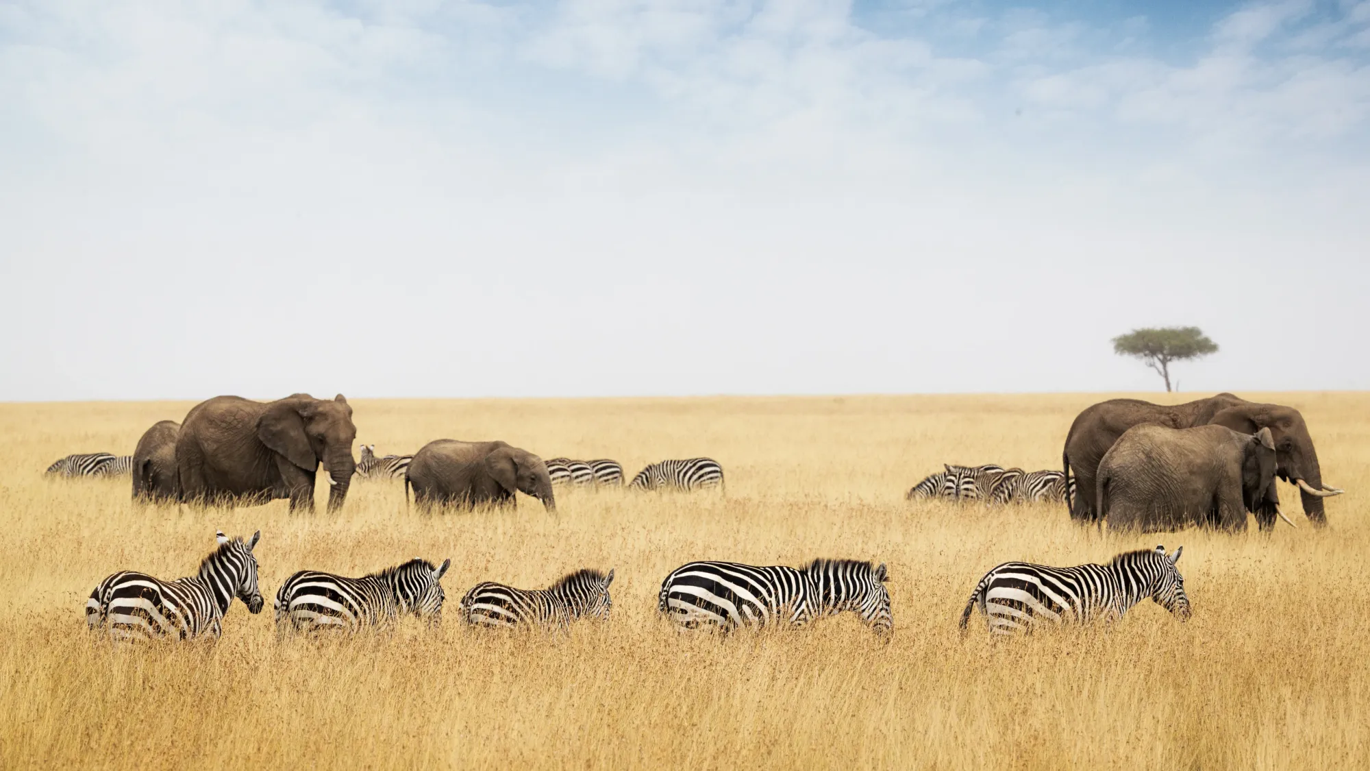 Tanzania Safari with Kids: What Parents Should Know — Angel’s Complete Family Guide – photo 5
