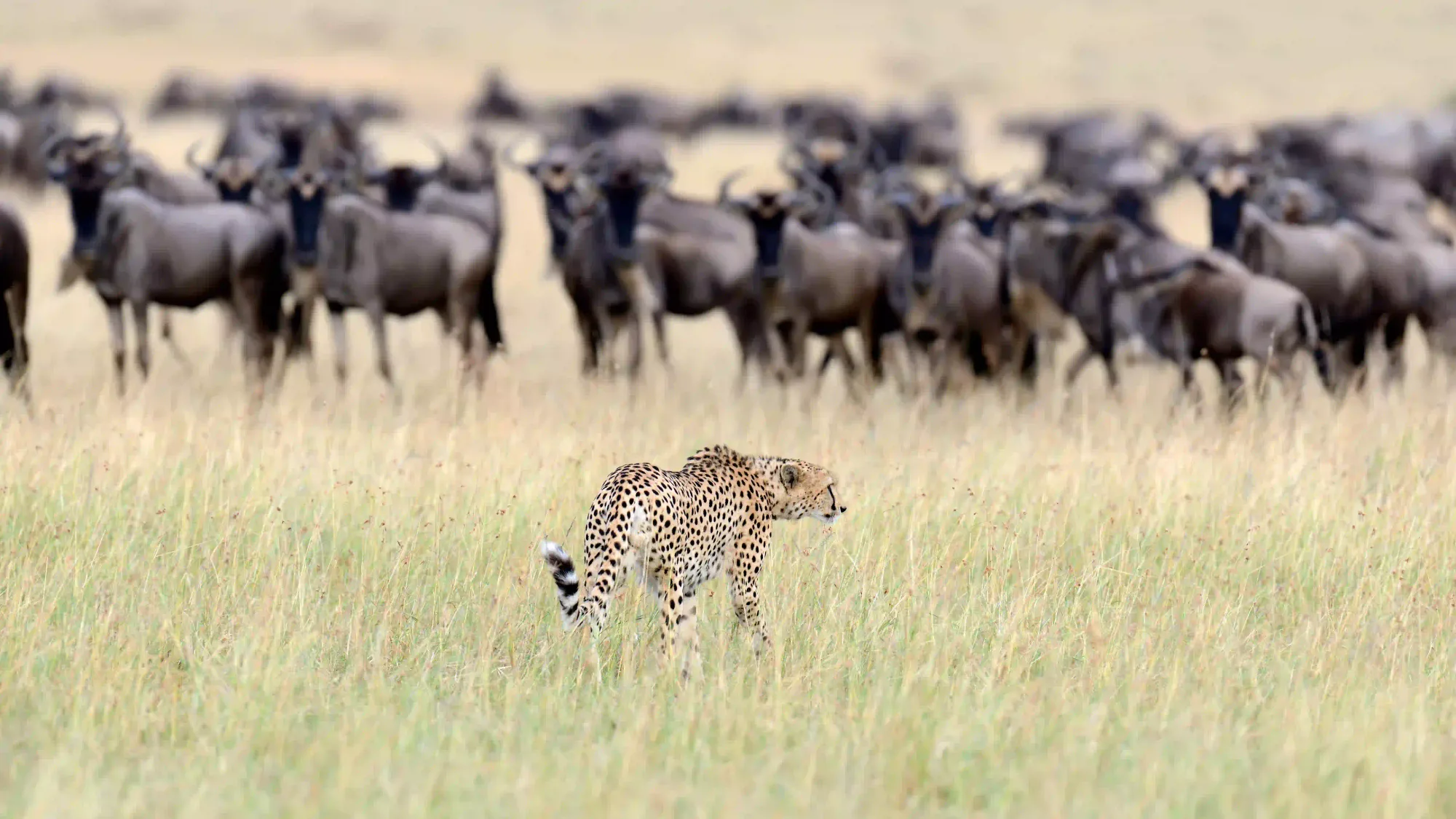 A cheetah walking through the grass in front of a wildebeest herd