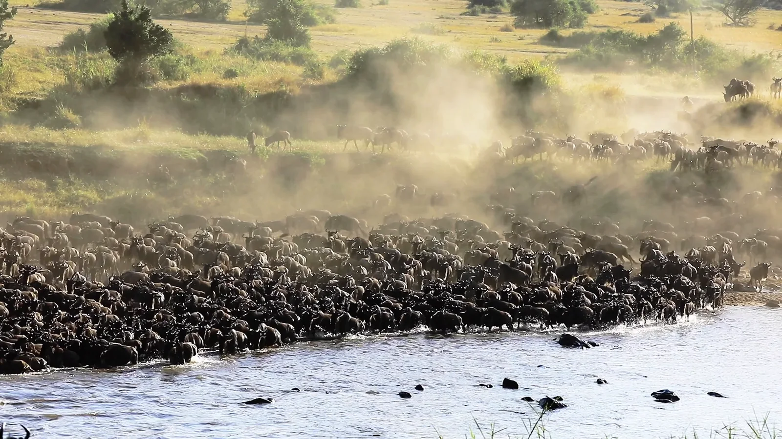 A dense wildebeest herd gathered at the water's edge in rising dust