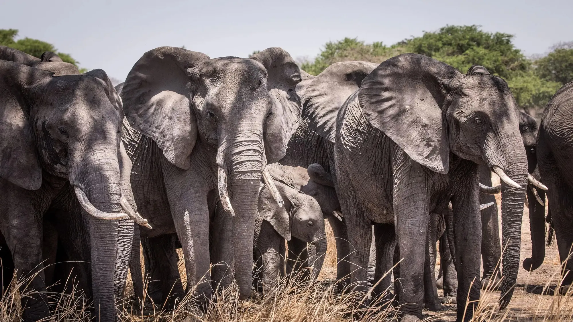 An elephant herd with a calf standing close together in dry grass in Katavi