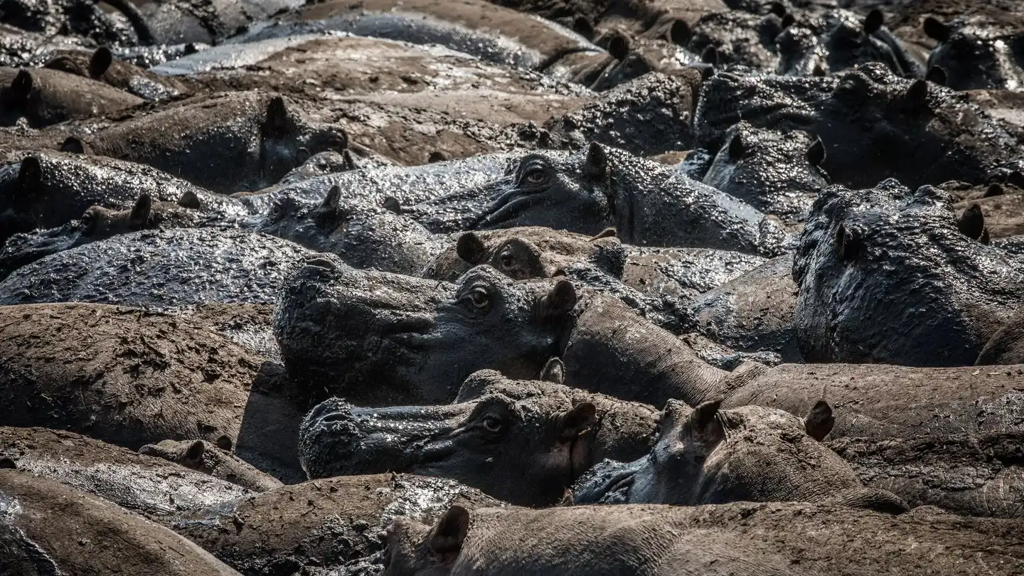 Hippos packed together in a shrinking pool late in Katavi's dry season