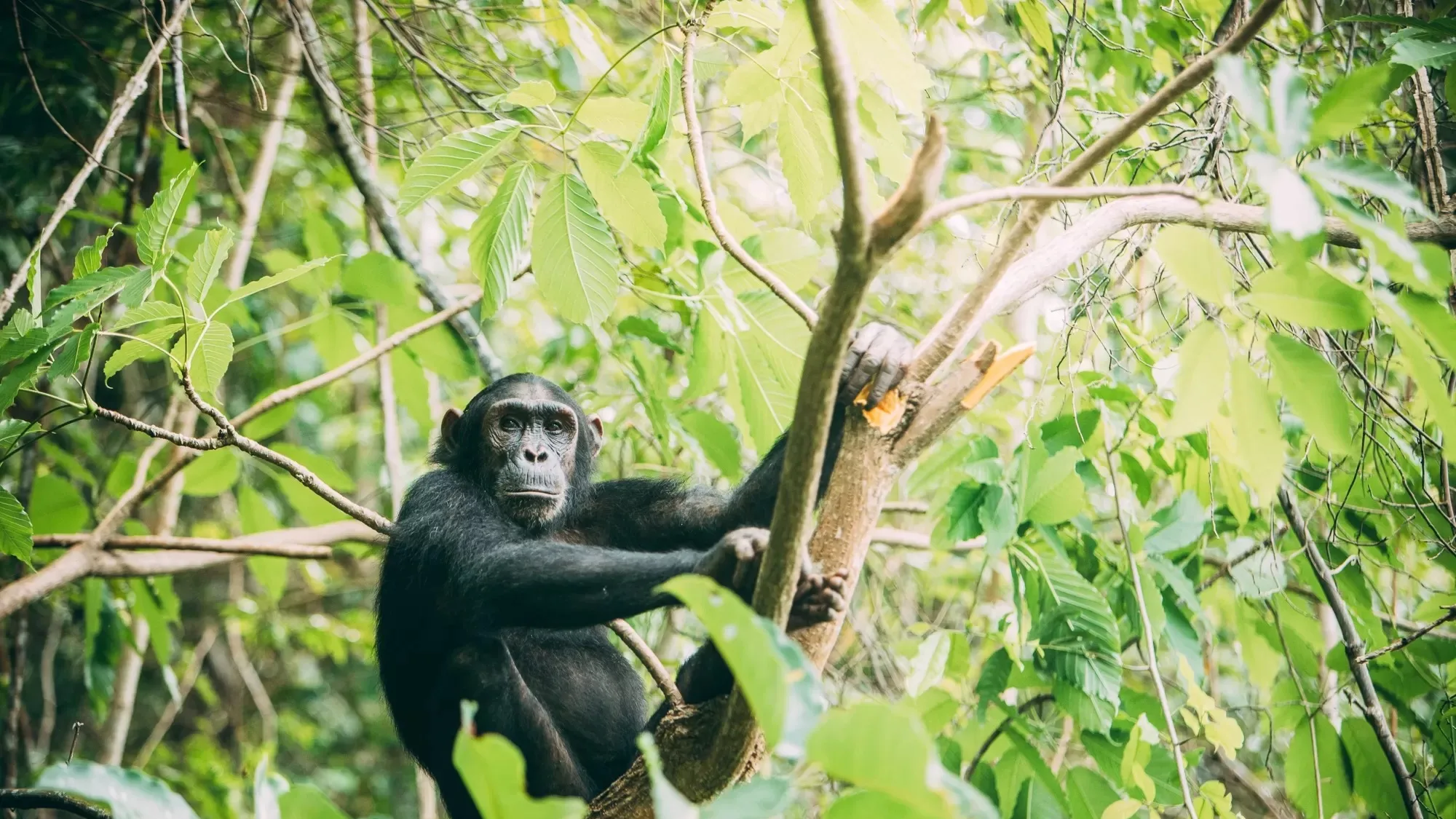 A wild chimpanzee sitting in a tree in the Mahale forest, looking out through the leaves