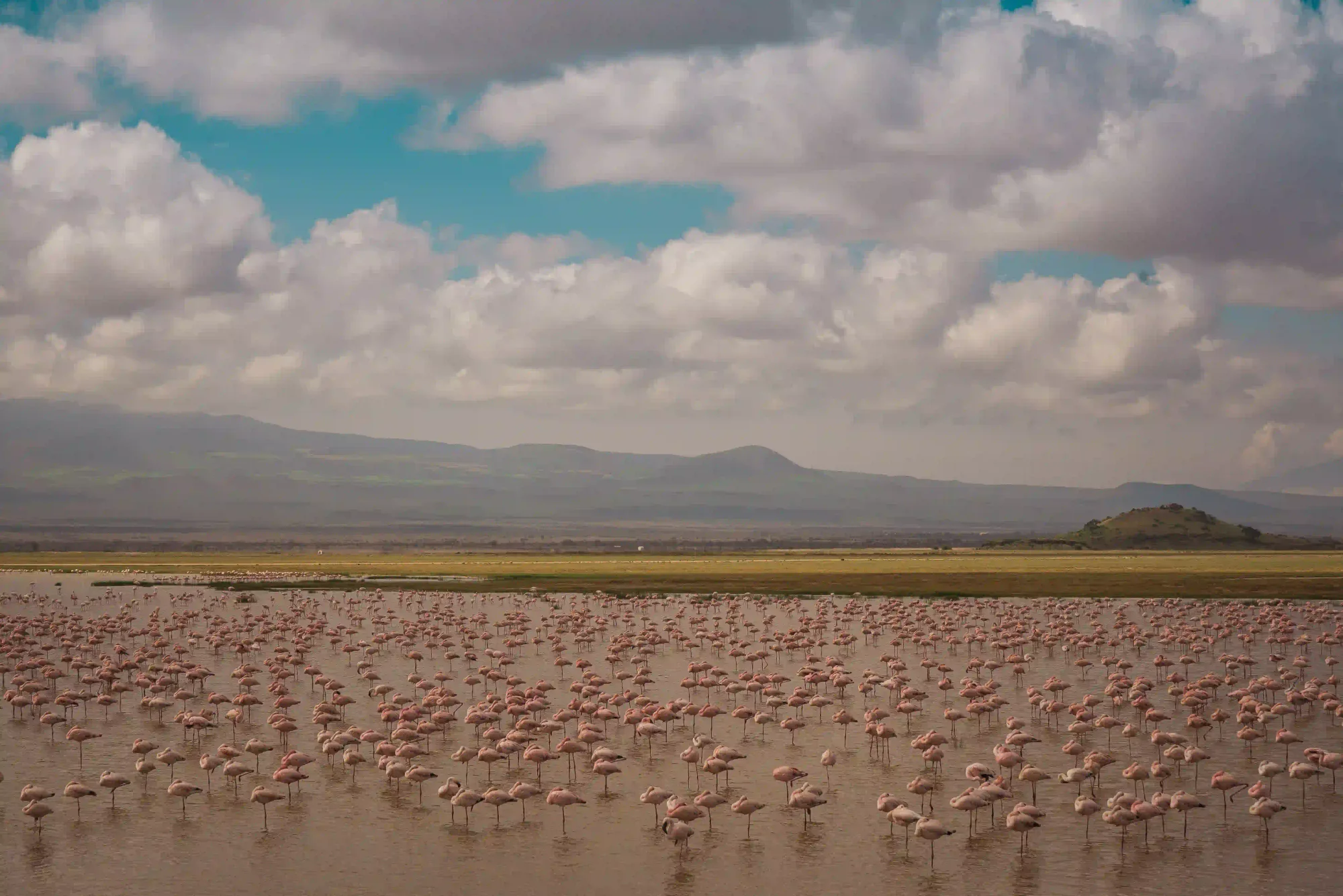 Thousands of flamingos standing in a shallow soda lake below the hills
