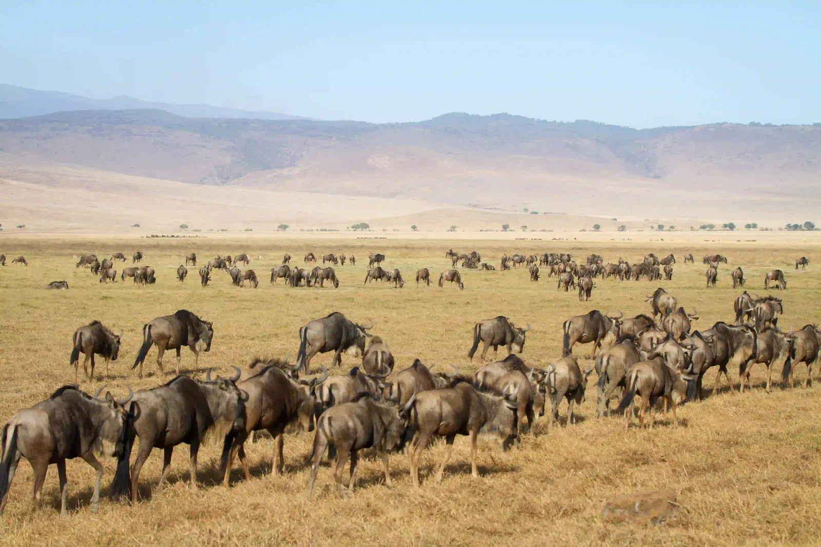 A long line of wildebeest walking across golden plains