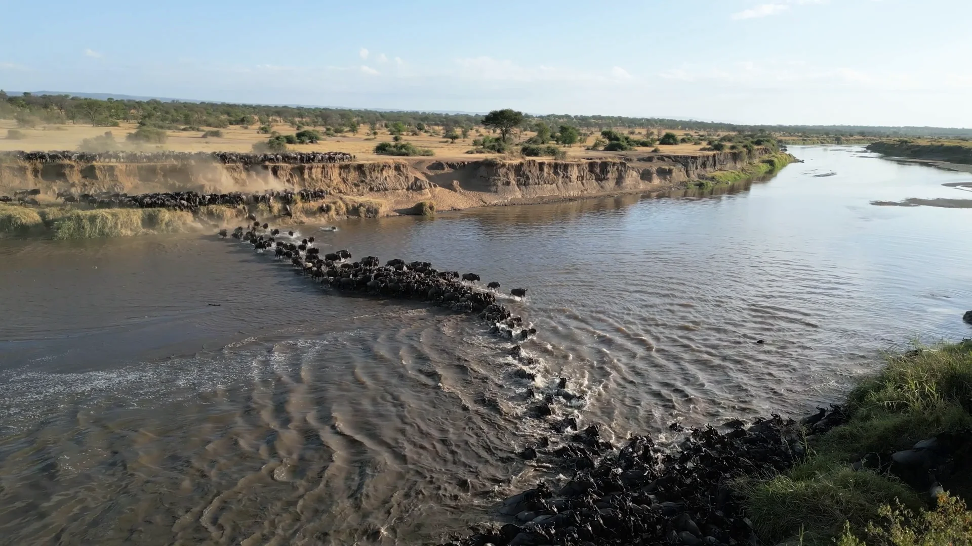A long column of wildebeest crossing a wide river below a high bank