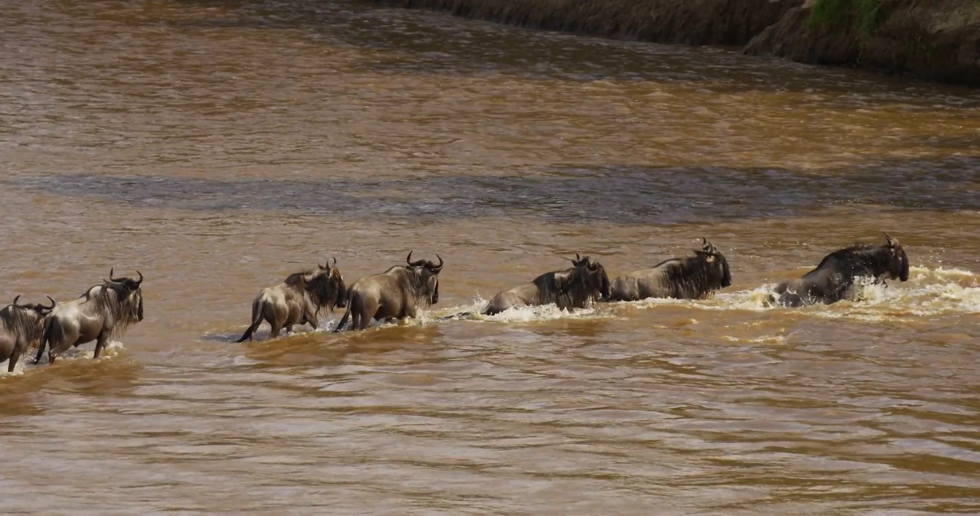 A line of wildebeest wading across a brown river