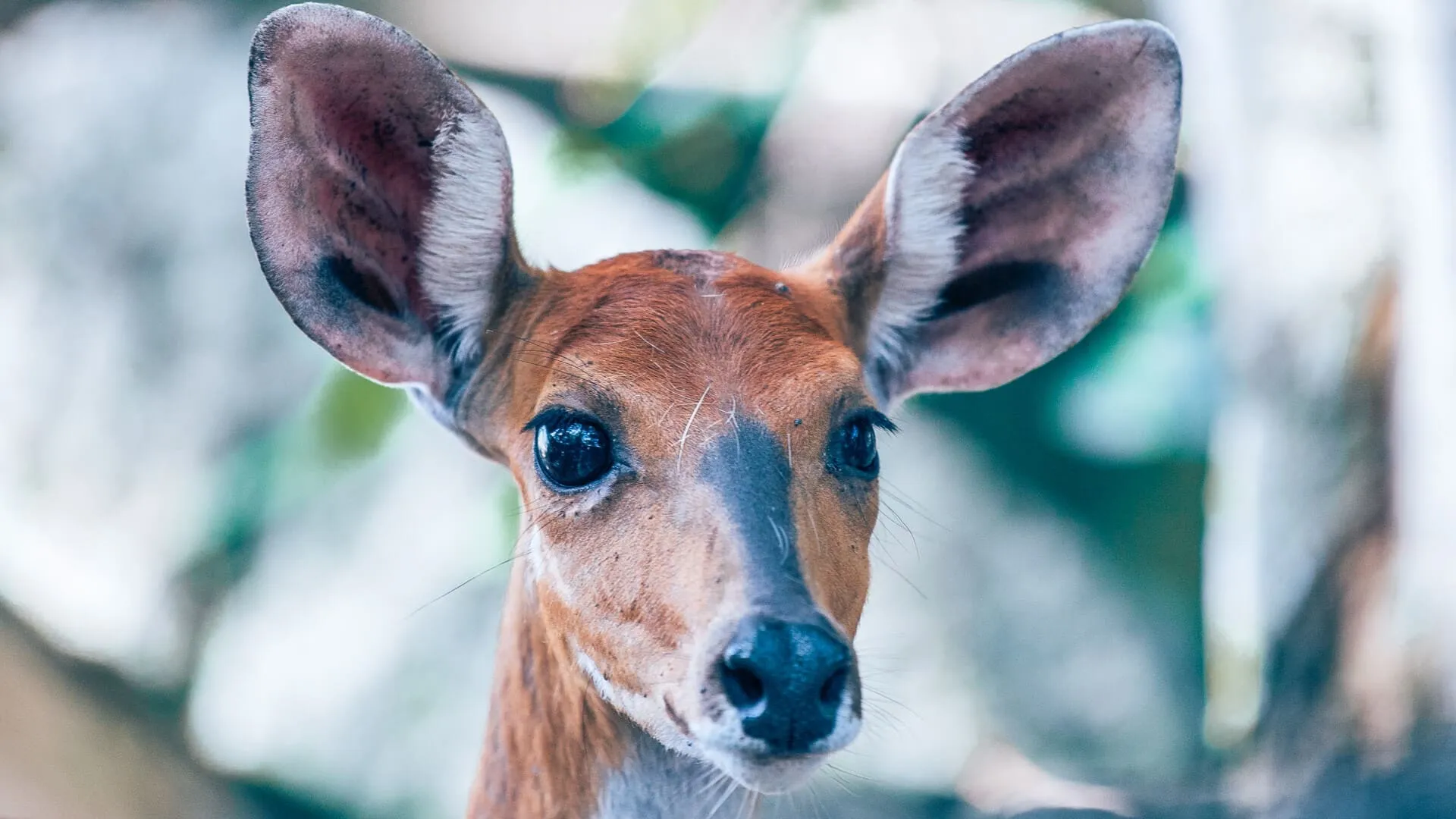 A young sitatunga in the Rubondo forest, ears wide