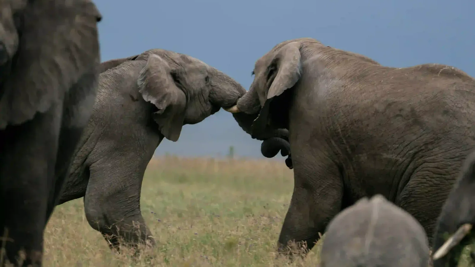 Two young elephants sparring with their trunks on the grass below a dark sky