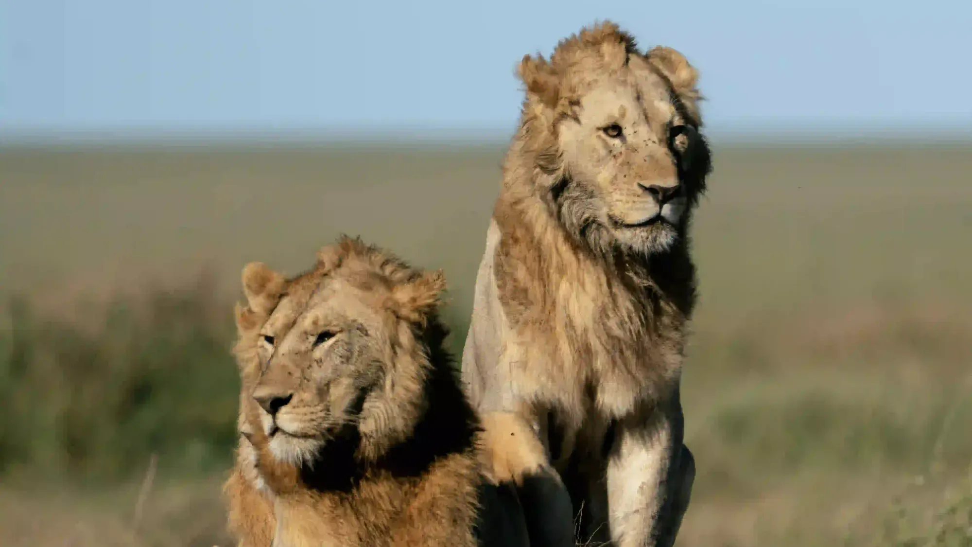 Two young male lions side by side on the open Serengeti plains