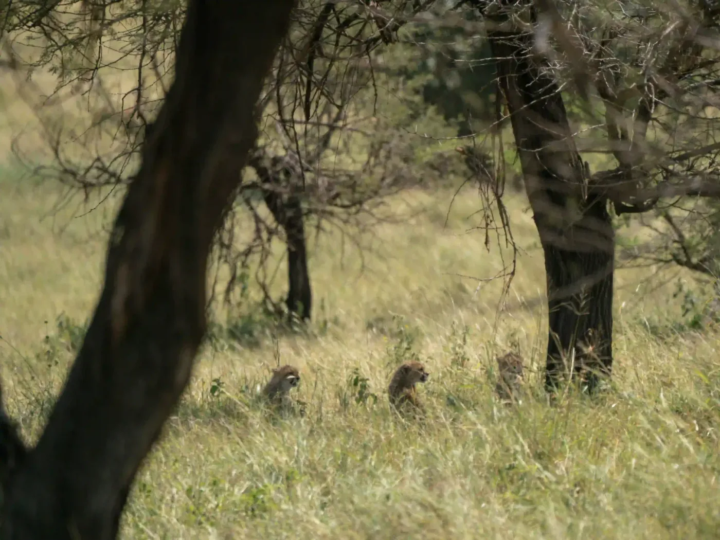 4-Day Fly-In Drive-Out Serengeti and Ngorongoro Safari from Zanzibar